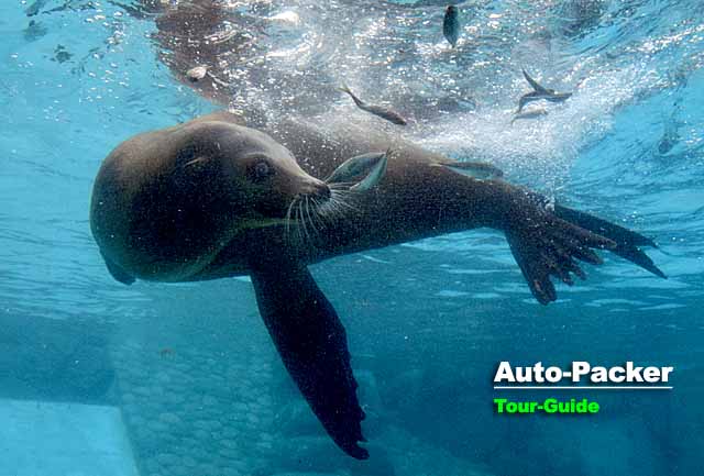 王子動物園　アシカ